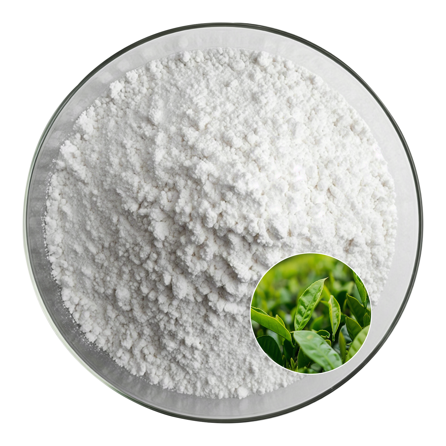 Epigallocatechin Gallate